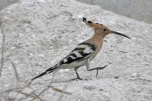 Eurasian Hoopoe