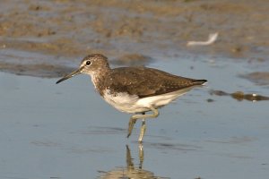 Green Sandpiper