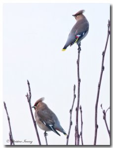 Waxwing