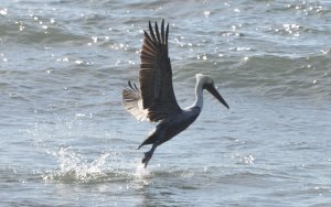 Brown pelican takes off