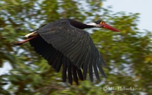 Storm's Stork