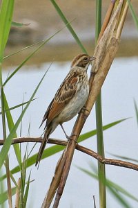 Reed Bunting