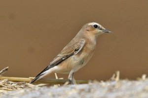 Northern Wheatear