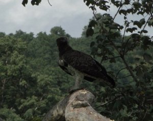 martial eagle