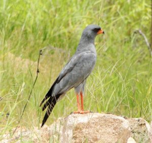 dark chanting goshawk