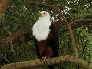 african fish eagle