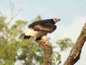 white headed vulture