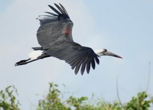 wooly-necked stork