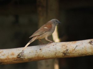 swainson's sparrow