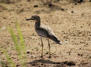 senegal thick-knee