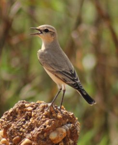 isabelline wheatear