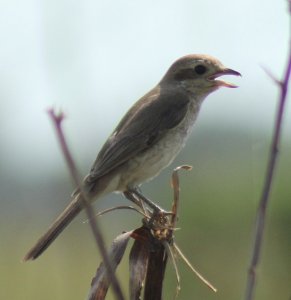 isabelline shrike