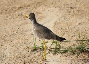 african wattled plover