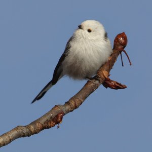 "Nothern" long-tailed tit