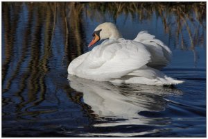 Winter Morning Swan