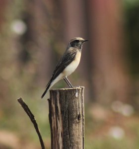 pied wheatear