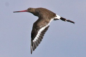 Black-tailed Godwit