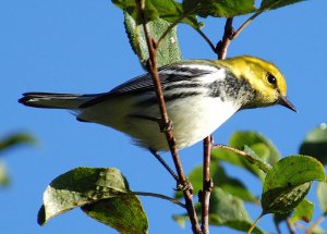 Black-Thoated Green Warbler