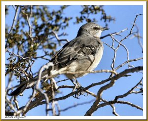 Northern Mockingbird