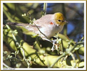 Verdin