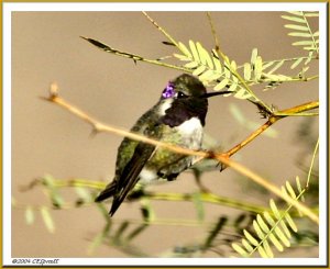 Costa's Hummingbird