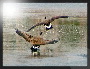 Flying Geese