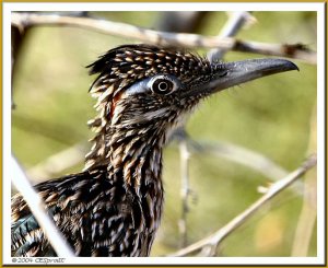 Greater Roadrunner