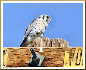 American Kestrel