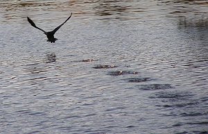 Double-Crested Cormorant Taking Flight