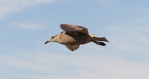 Hovering Gull