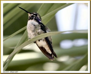 Costa's Hummingbird