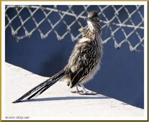 Greater Roadrunner