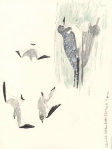 Sabine's Gull  sketches