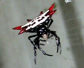 Spinybacked Spider