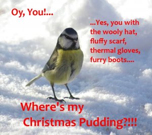 Happy Christmas from all my feathered friends!
