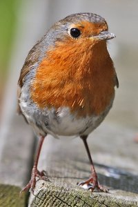 Robin