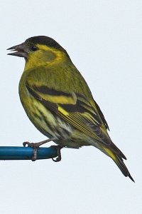 Siskin