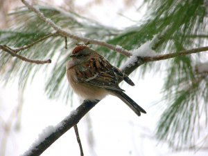 "Snowcapped" Sparrow