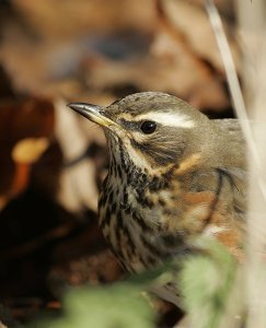 Redwing Portrait