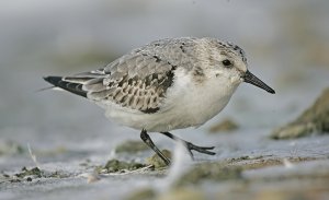 Sanderling