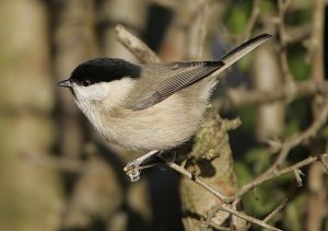 Willow Tit