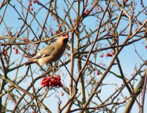 Bohemian Waxwing