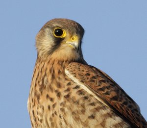 Portrait of a Kestrel