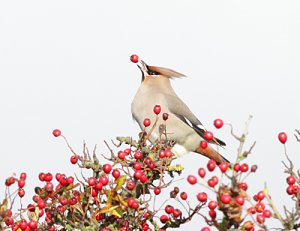 Juggling Waxwing