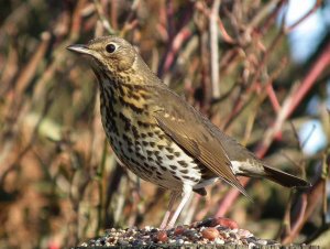 Song Thrush