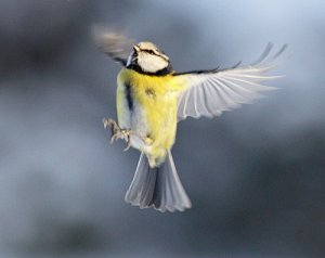 Blue Tit in flight....