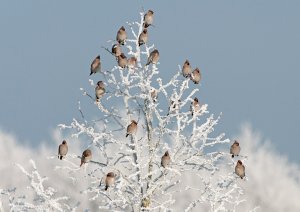 Have a Merry Waxwing Christmas!