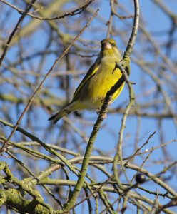 Greenfinch