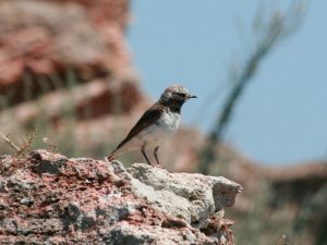 Pied wheater