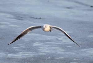 Black Headed Gull